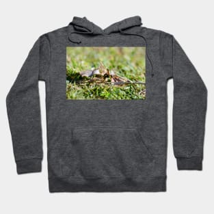 Wasp 1 Hoodie